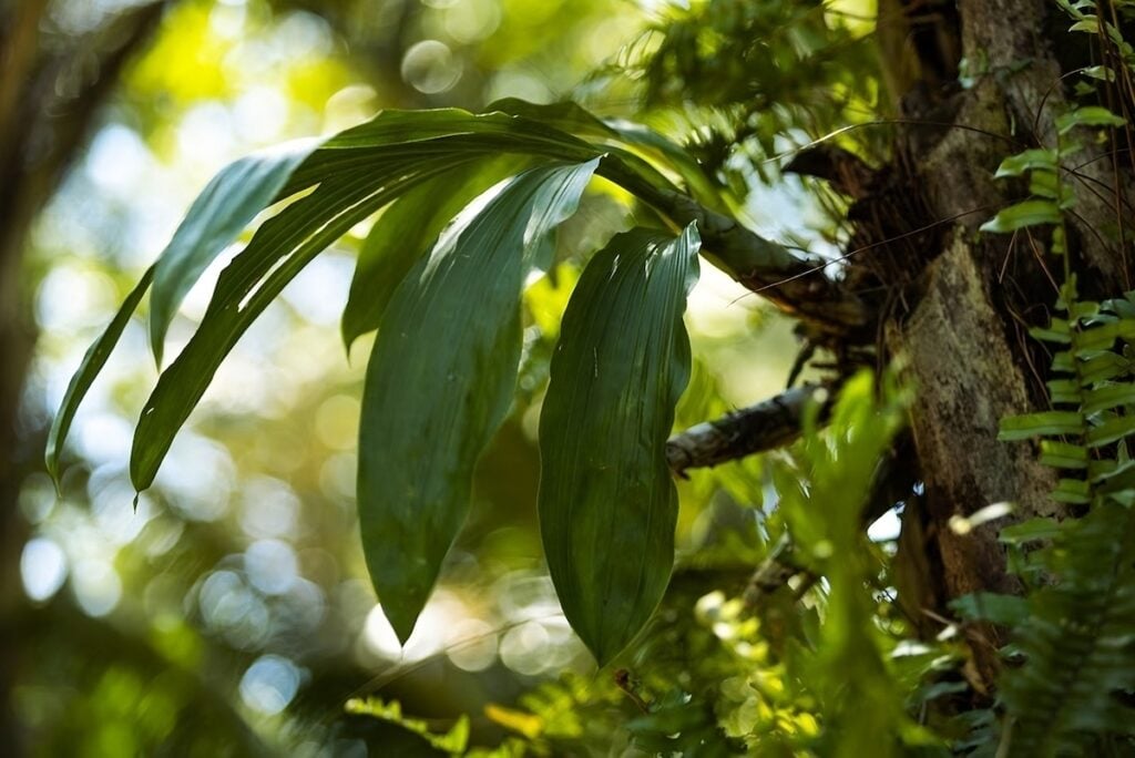 espécie de orquídea