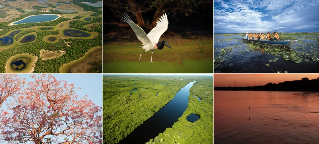 fotos pantanal
