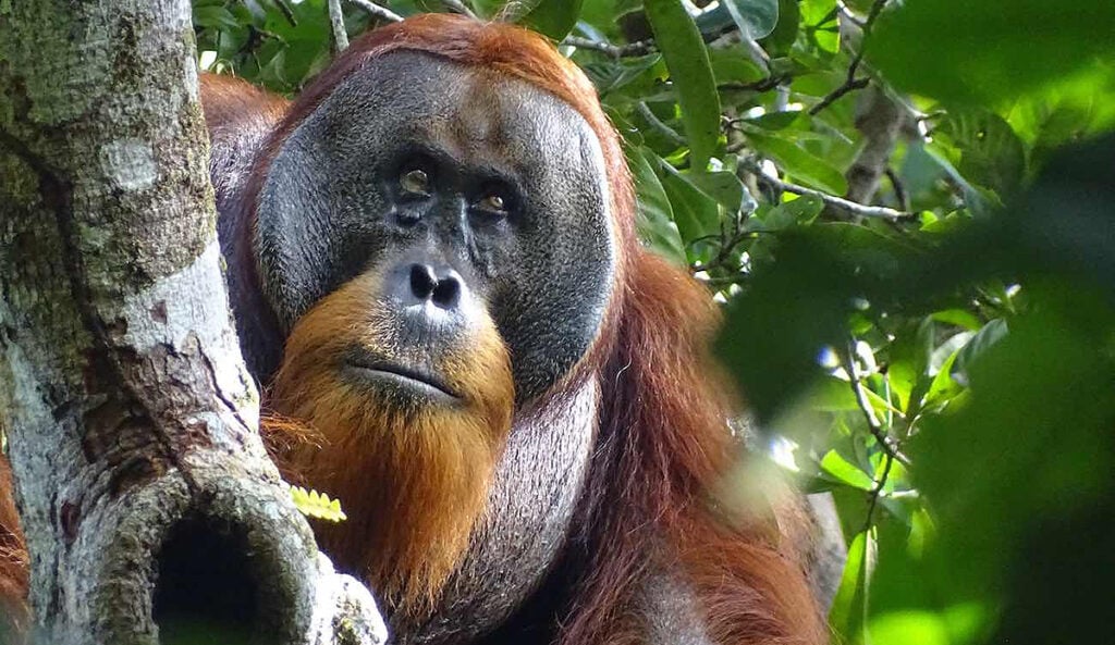 orangotango planta medicinal