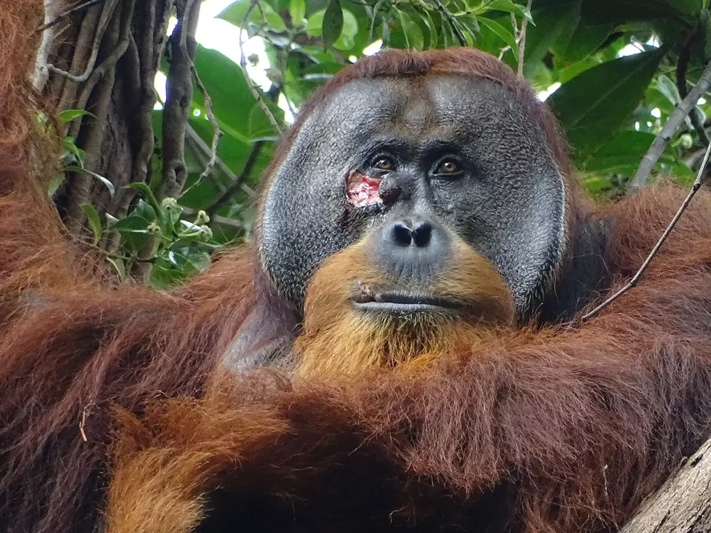 orangotango planta medicinal