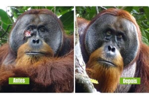 orangotango plantas medicinais