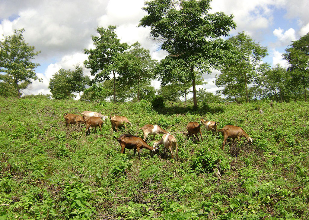 safs animais Sistemas agroflorestais carbono