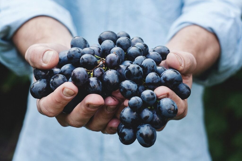 uva antioxidante
