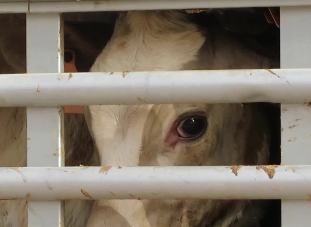 exportação de animais vivos gado vaca boi