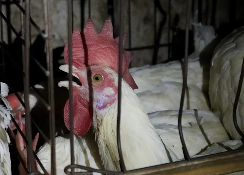 exportação de animais vivos galinha crueldade animal
