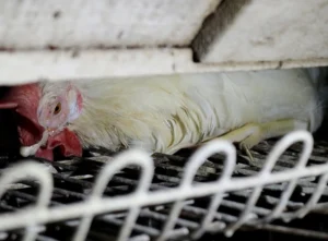 exportação de animais vivos granja galinha crueldade animal