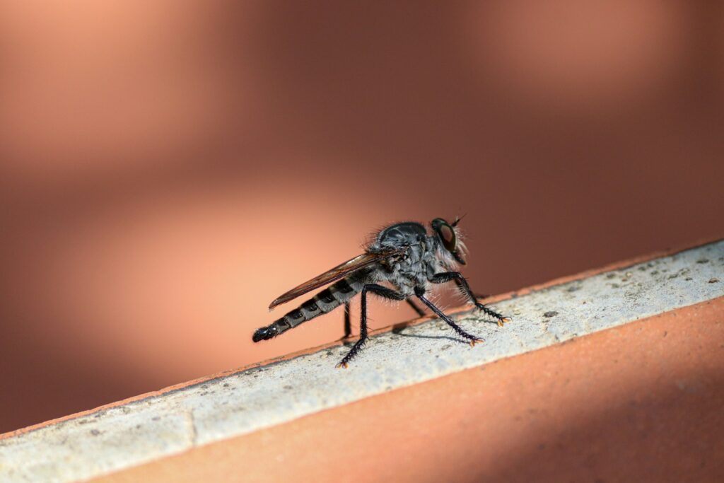 mosquito