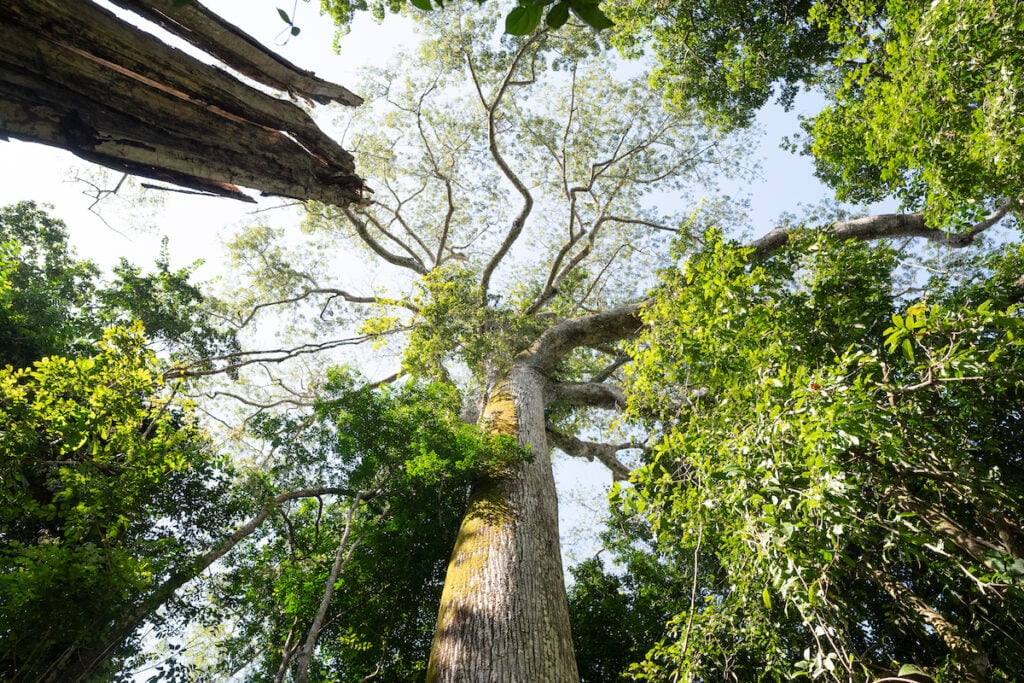árvores gigantes Amazônia