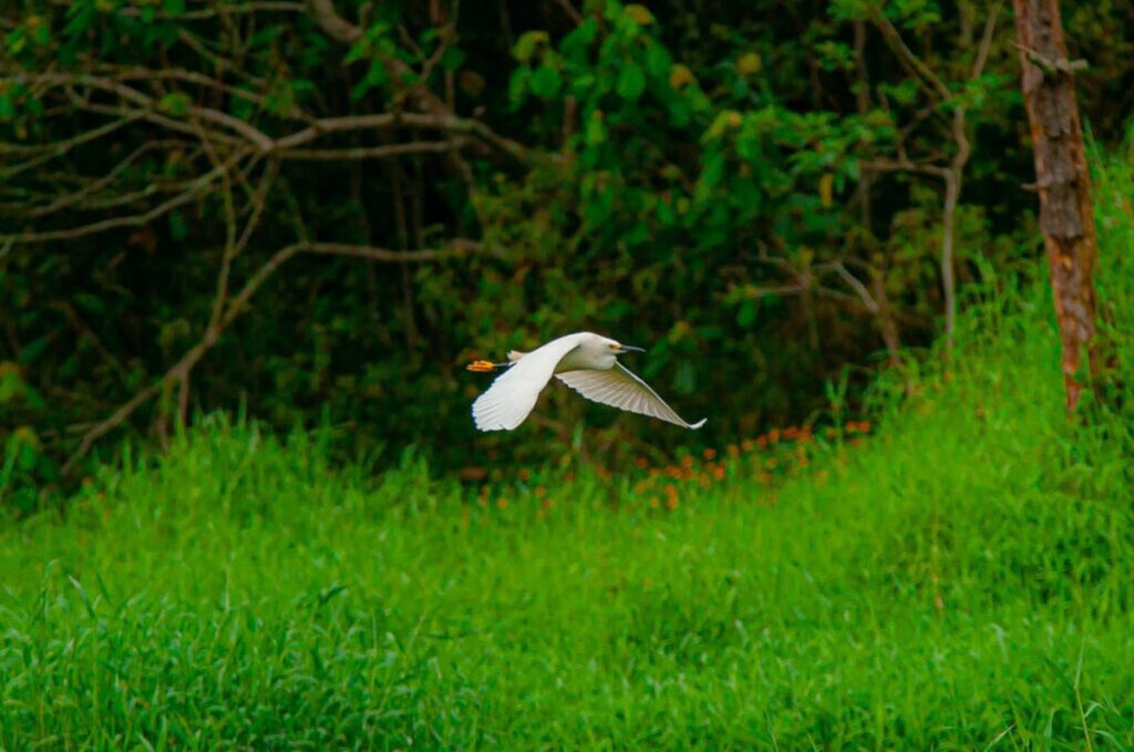 observa pássaros