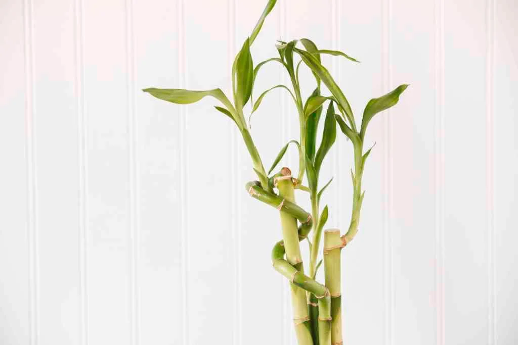 bambu-da-sorte