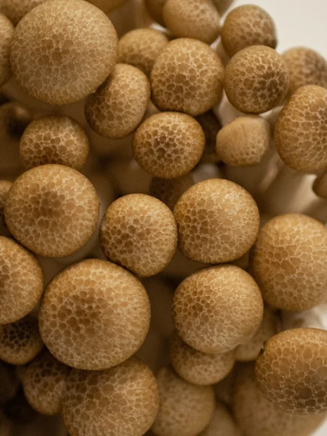 cogumelo-shimeji-alimentacao-max-griss-unsplash