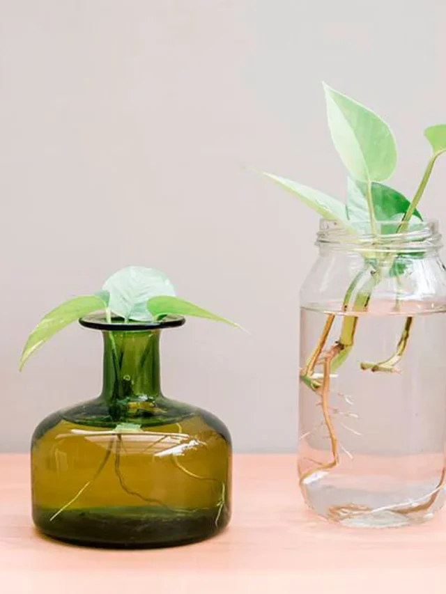 cropped-plantas-na-agua