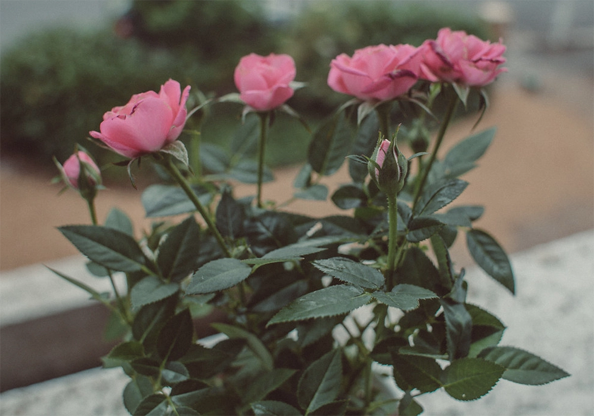 mini rosa