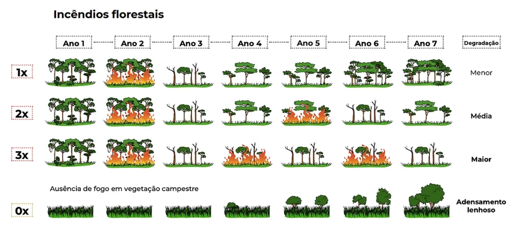 vegetação nativa degradação