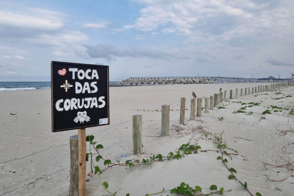 Corujas-buraqueiras