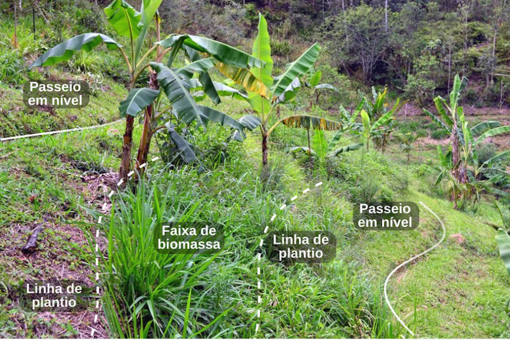 Pirambeira produtiva
