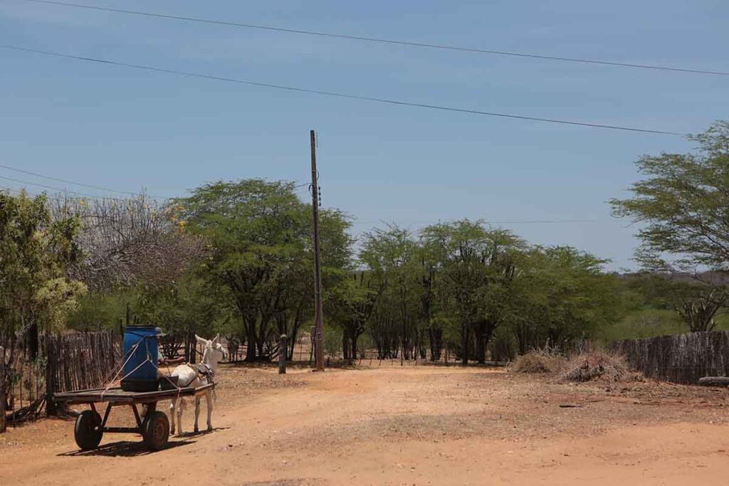 caatinga 