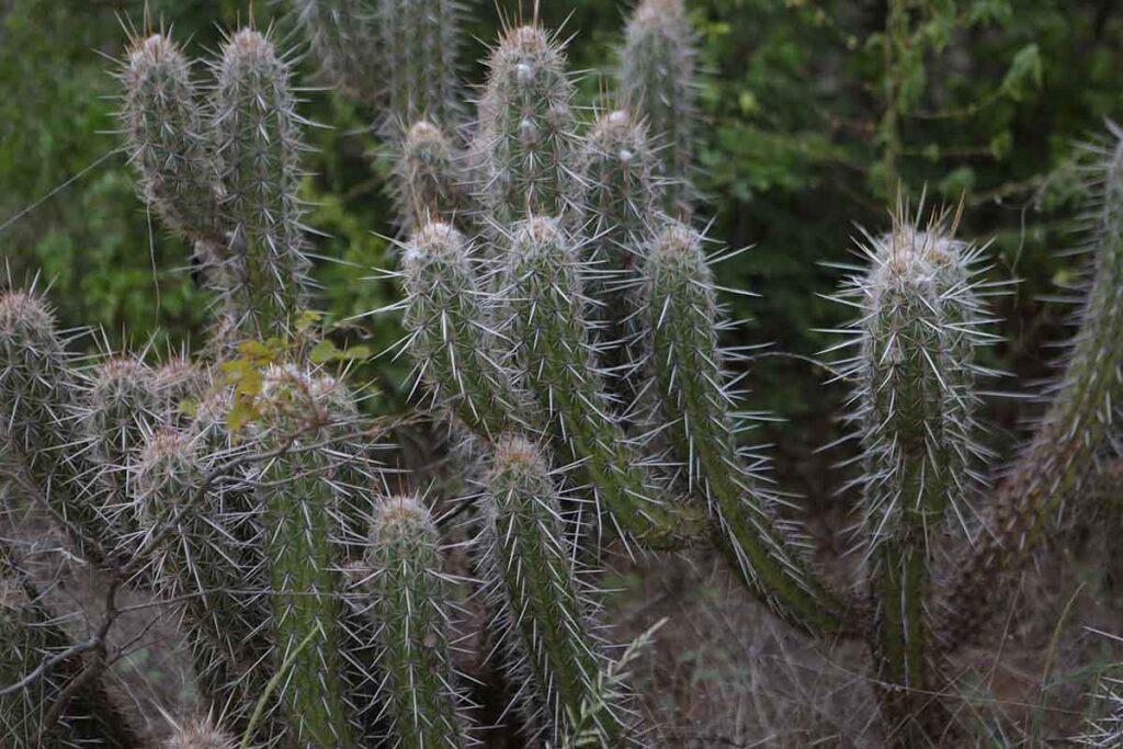 cacto na caatinga