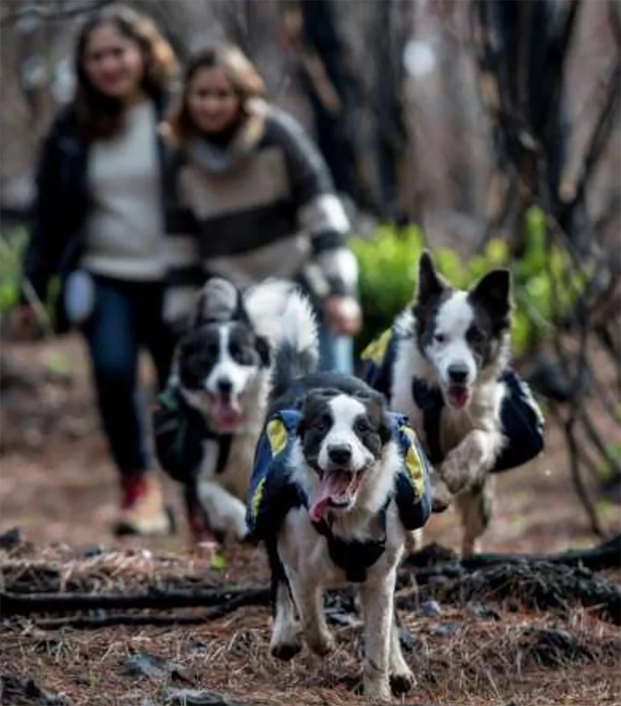 reflorestamento com cães