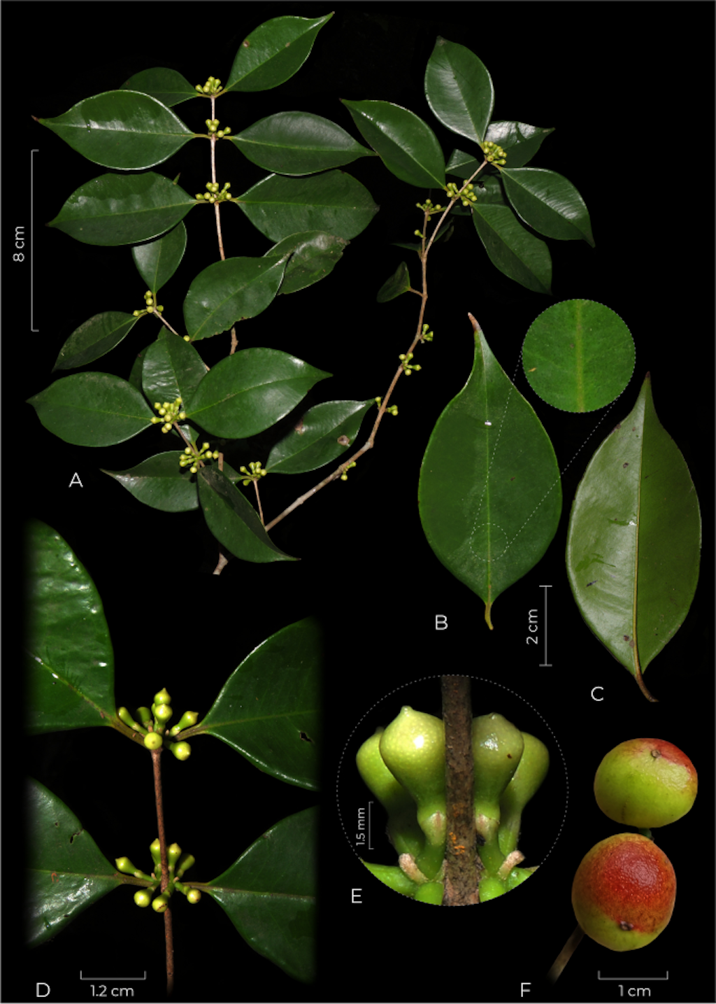 espécie RJ
