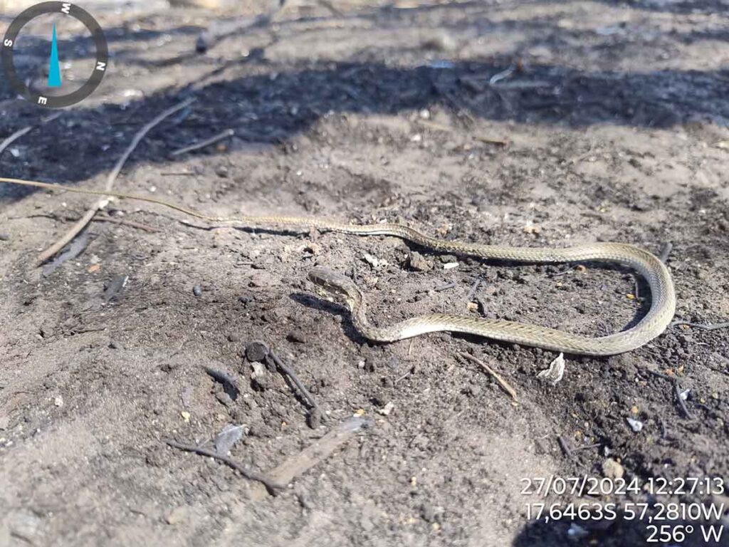 serpente