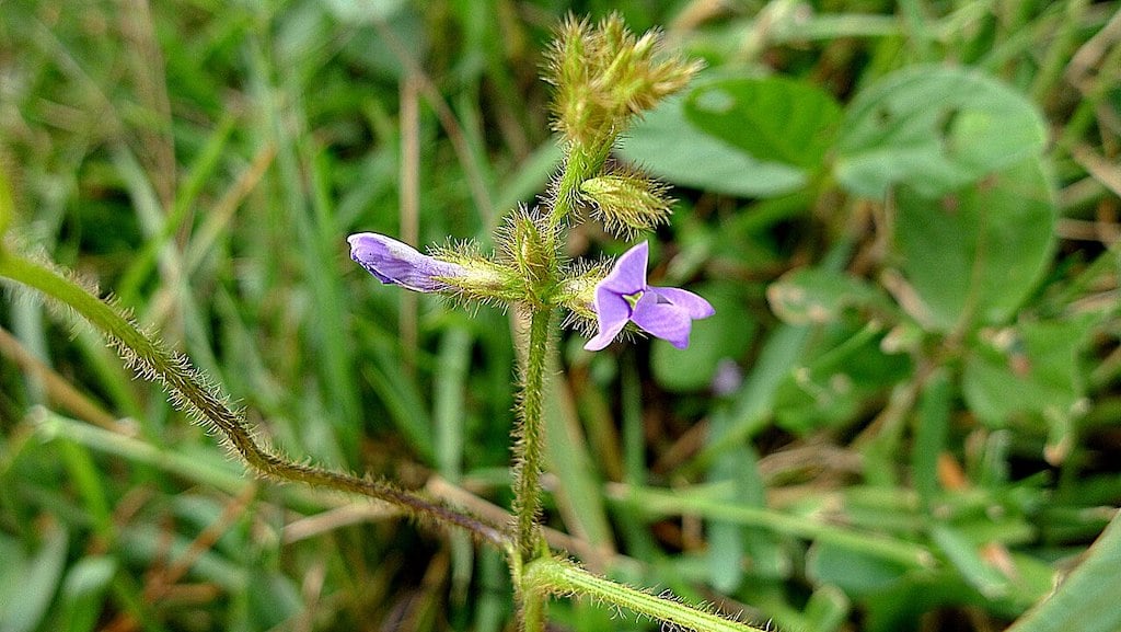 Calopogonium mucunoides