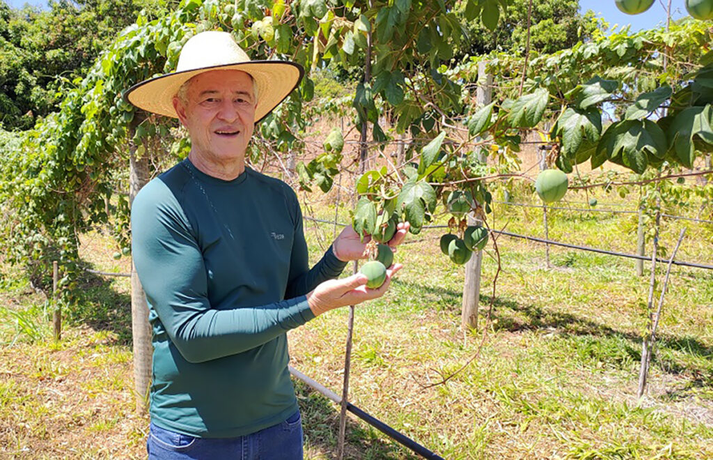 produção de frutas no cerrado