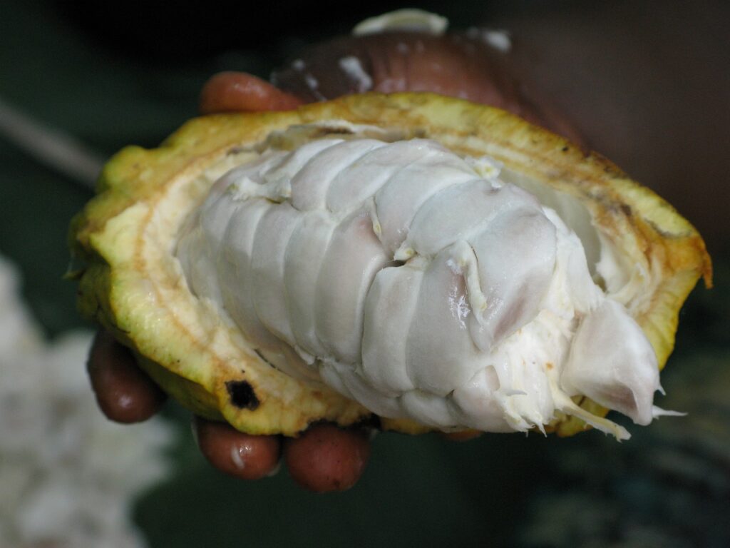 cacau