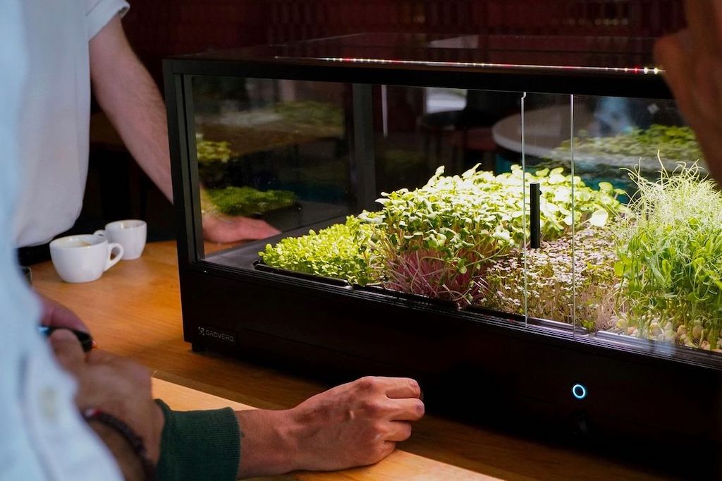 cultivo microgreens