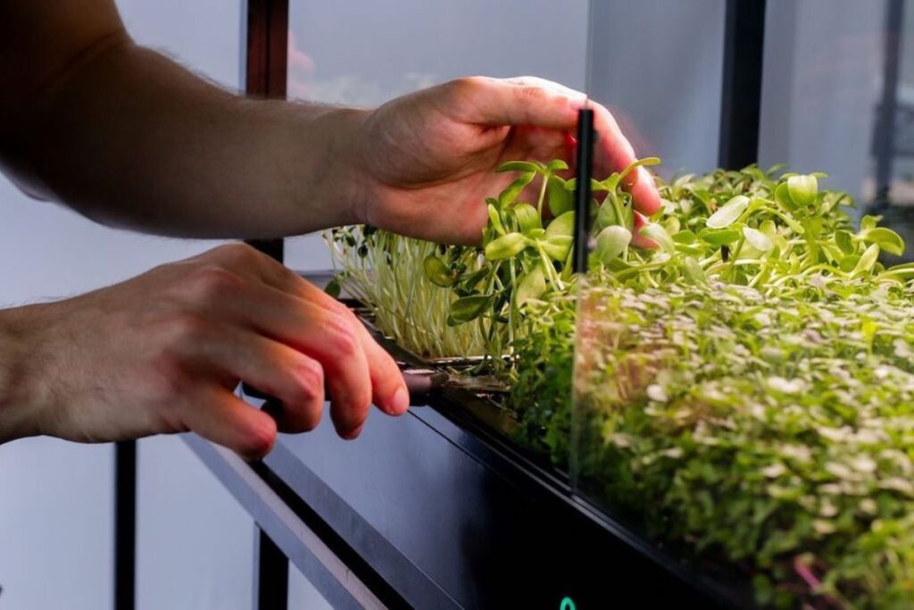 cultivo microgreens