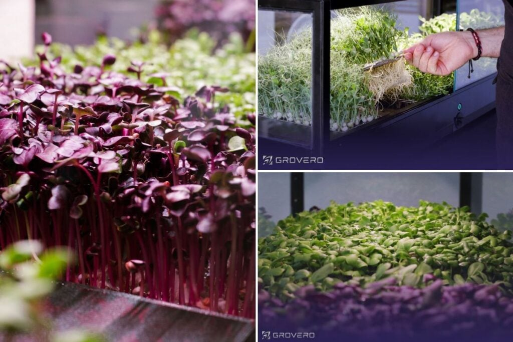 cultivo microgreens