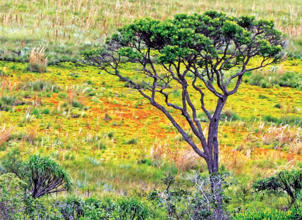 vegetação do cerrado