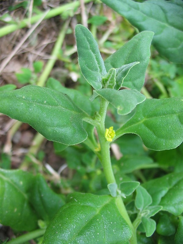 espinafre