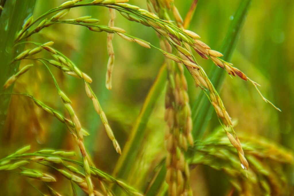 arroz agricultura cultivo