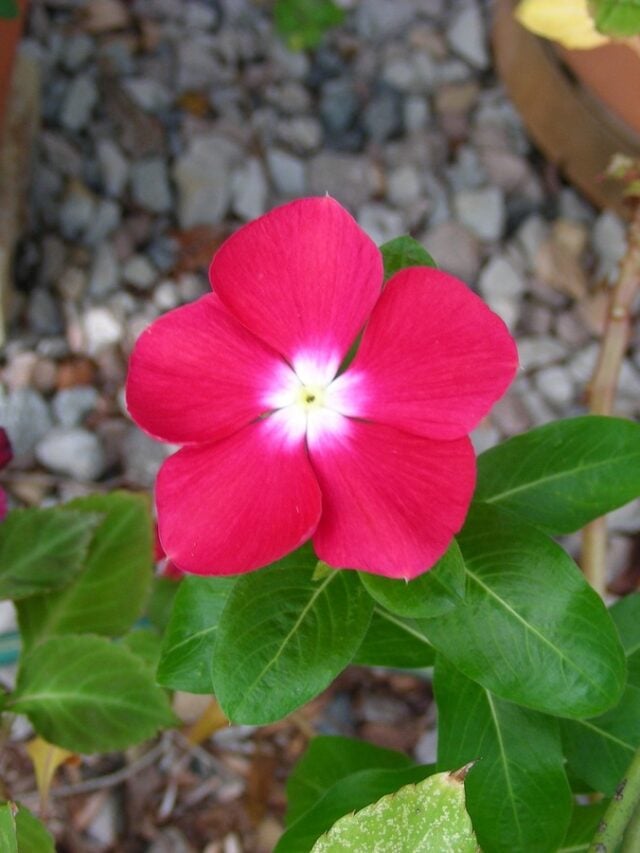 flores calor