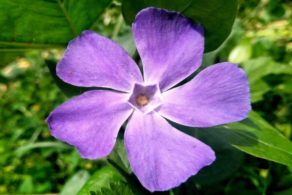 flores calor