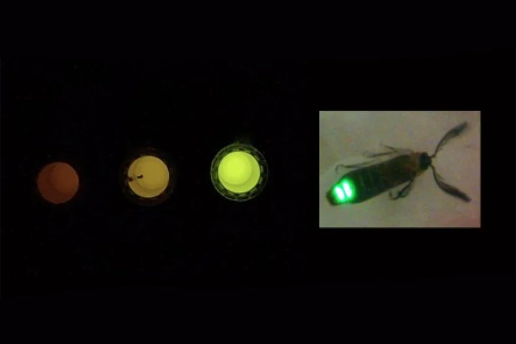 luz vagalume sensor