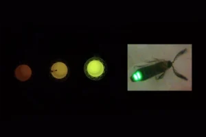 luz vagalume sensor