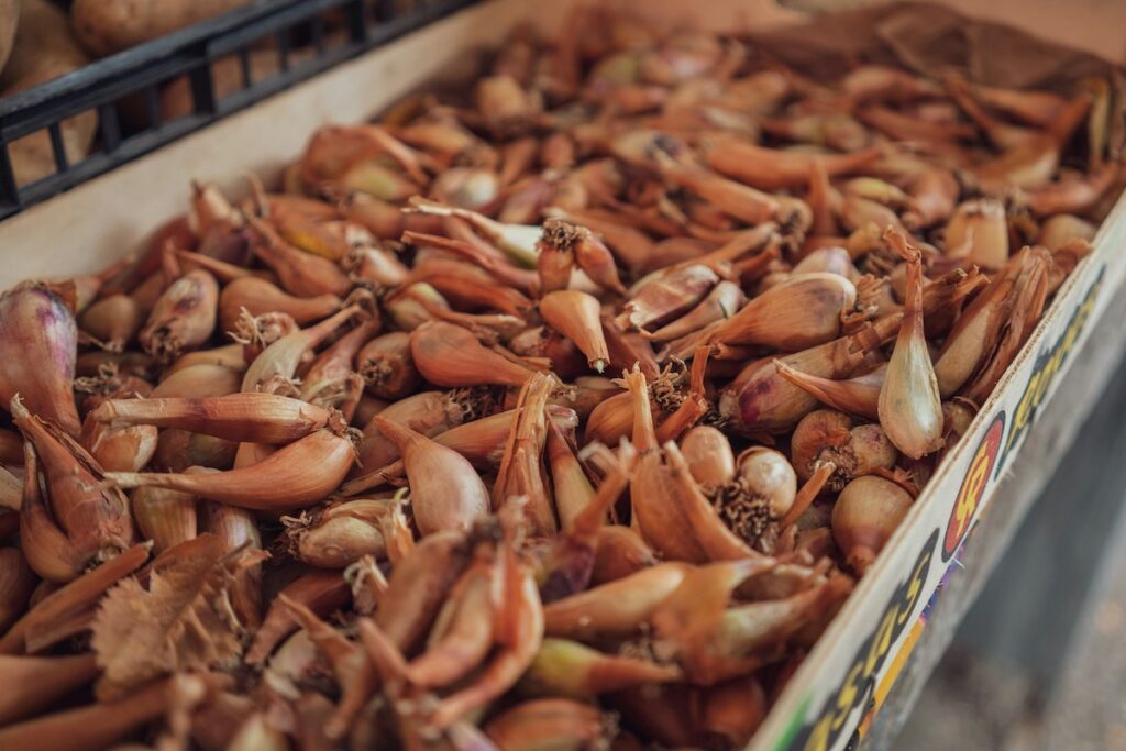 shallot