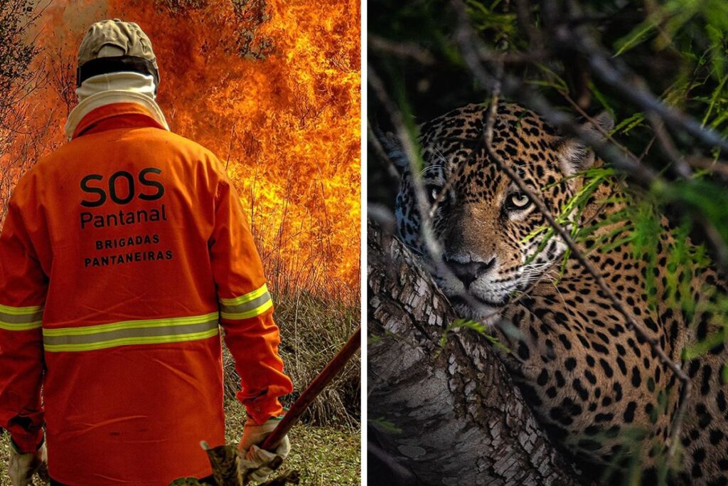 SOS Pantanal