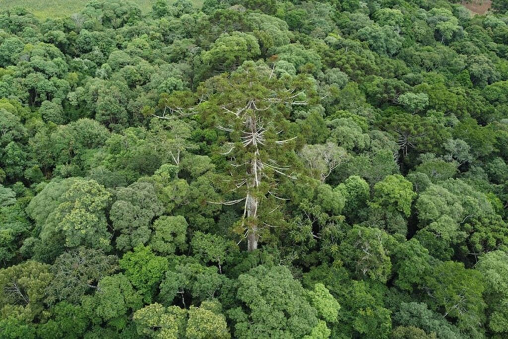 Embrapa araucária