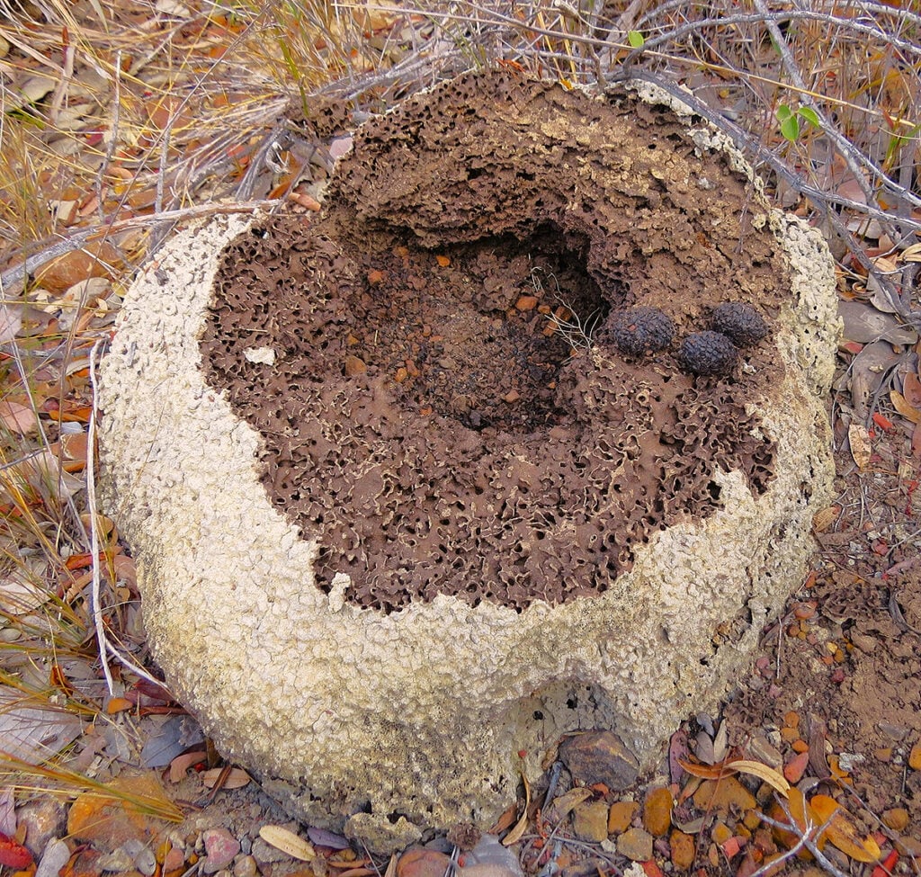 besouros cupinzeiros