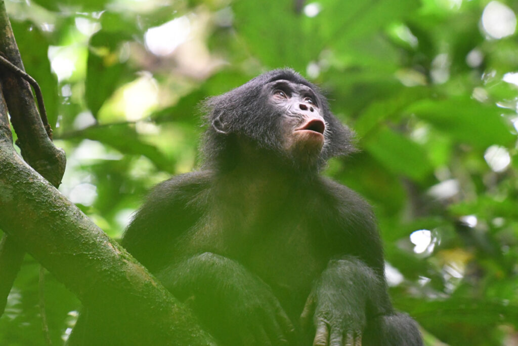 primatas bonobo comunicação