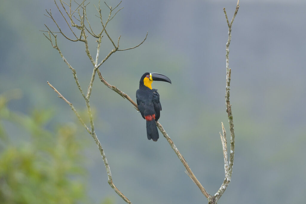observar aves aves Global Big Day