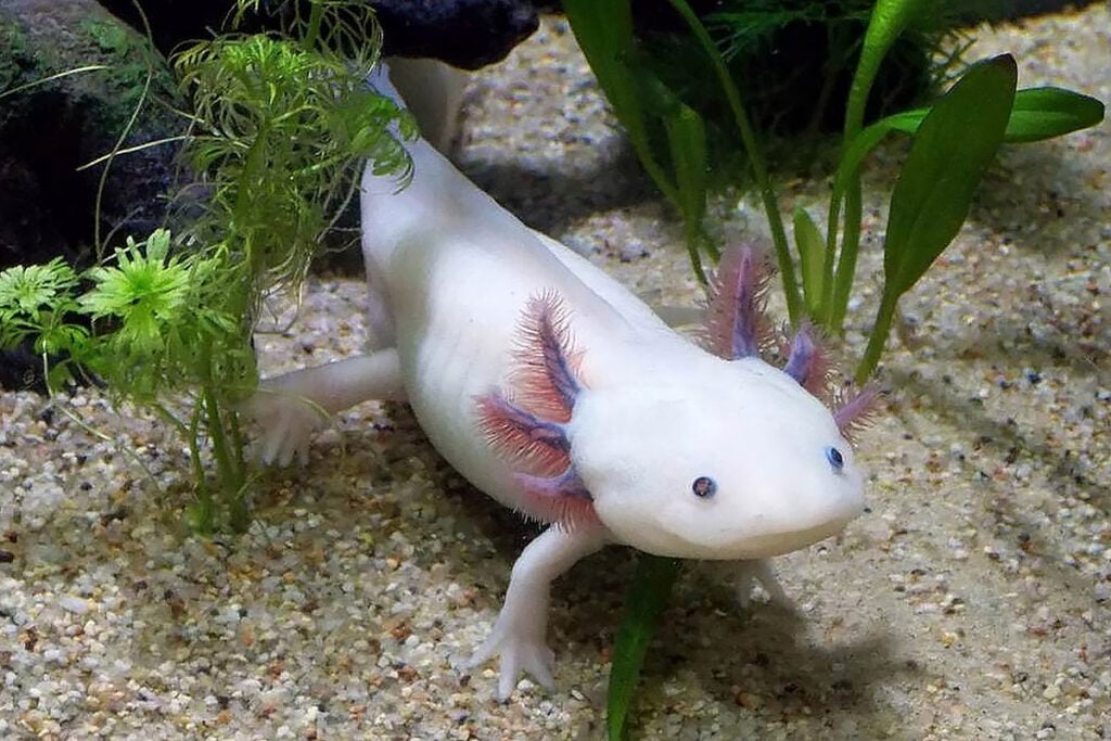 axolote