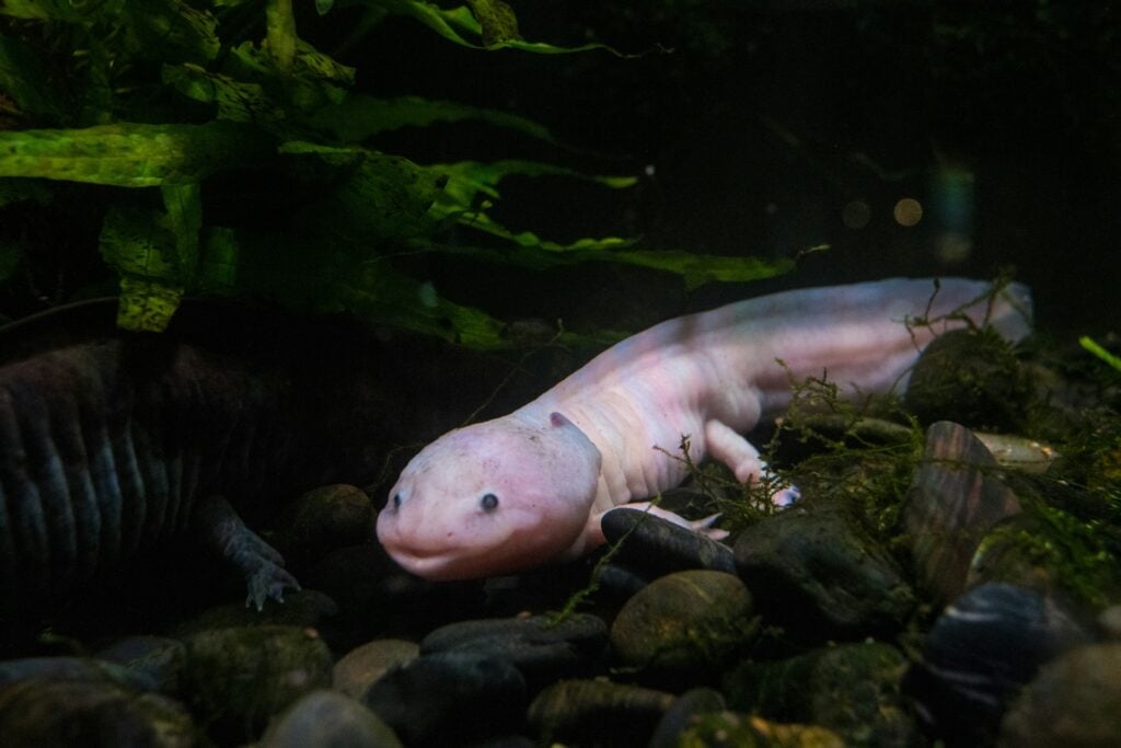 axolote