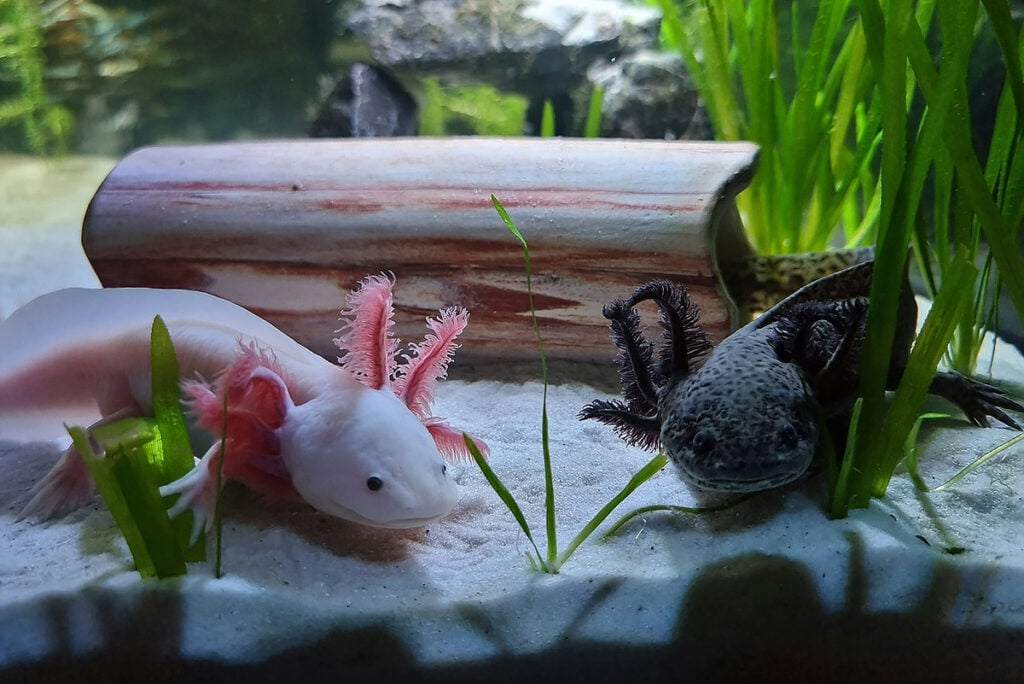 axolotes