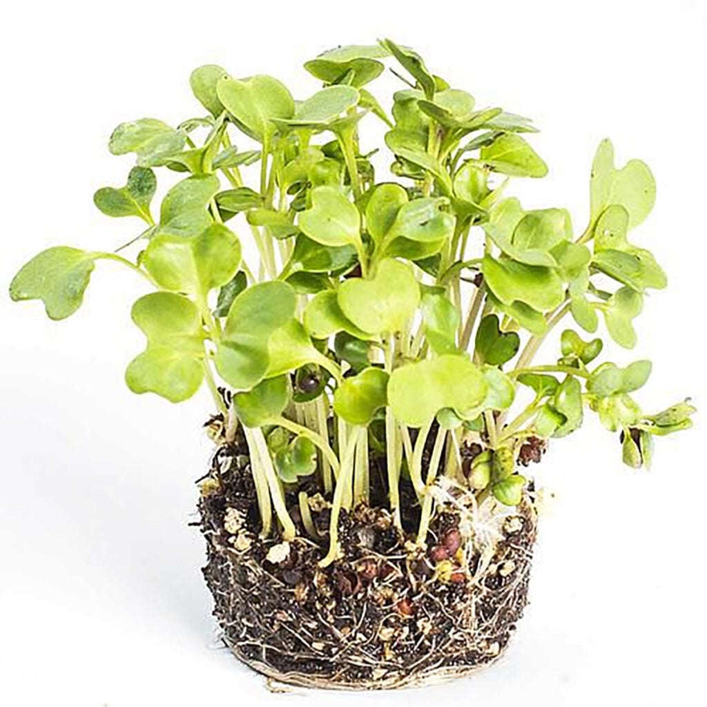 microverde couve