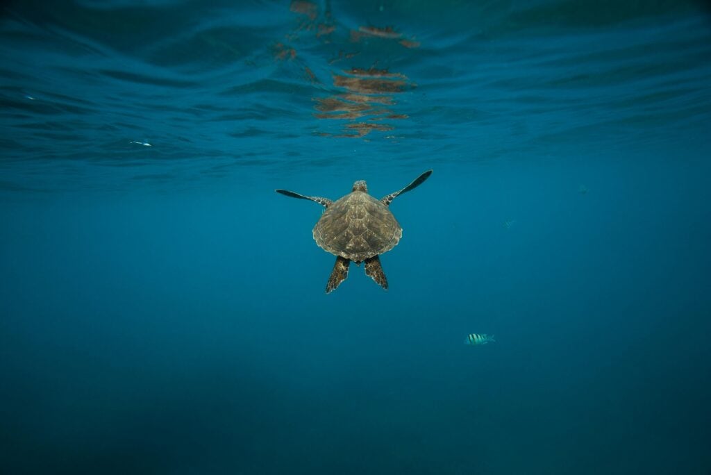 tartaruga marinha