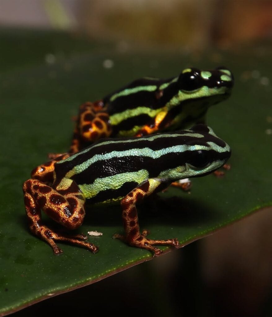 sapo venenoso Amazônia
